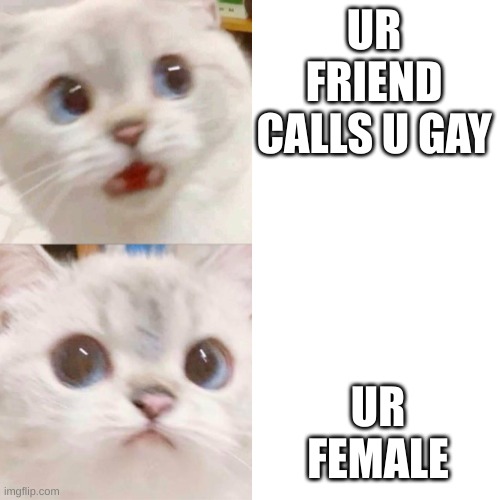 PANIK - CALM cat | UR FRIEND CALLS U GAY; UR FEMALE | image tagged in panik - calm cat | made w/ Imgflip meme maker