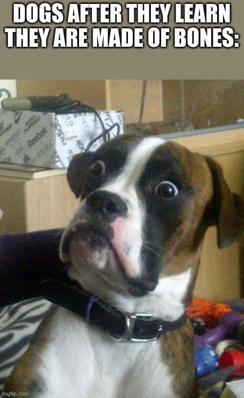 Blankie the Shocked Dog |  DOGS AFTER THEY LEARN THEY ARE MADE OF BONES: | image tagged in blankie the shocked dog | made w/ Imgflip meme maker