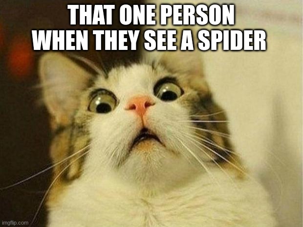 that one person when they see a spider |  THAT ONE PERSON WHEN THEY SEE A SPIDER | image tagged in memes,scared cat | made w/ Imgflip meme maker
