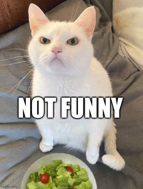 Not Funny Cat | NOT FUNNY | image tagged in grumpy cat | made w/ Imgflip meme maker