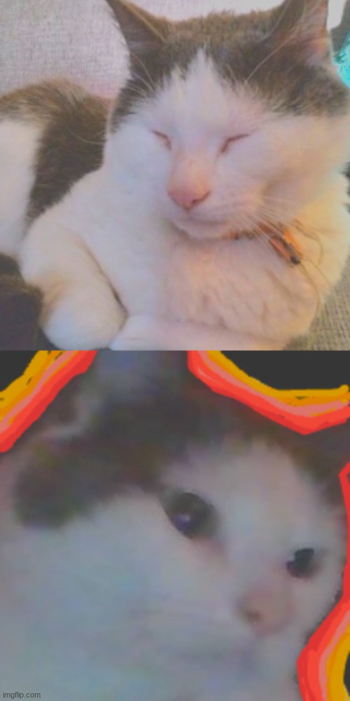 2 images of my cat. you are welcome. | made w/ Imgflip meme maker