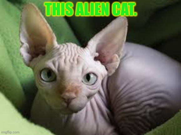 THIS ALIEN CAT. | made w/ Imgflip meme maker