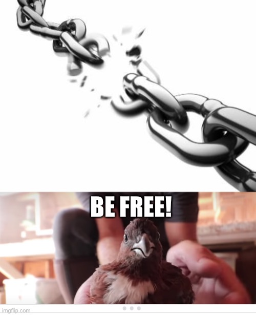 BE FREE! | image tagged in broken chains,be free little birdie | made w/ Imgflip meme maker