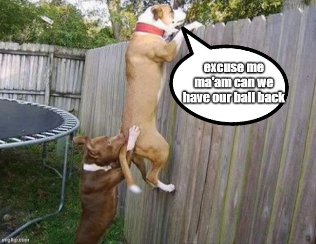 excuse me ma'am can we have our ball back | image tagged in dogs | made w/ Imgflip meme maker