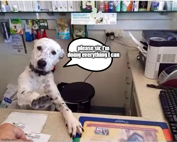 please sir, I'm doing everything I can | image tagged in dogs | made w/ Imgflip meme maker