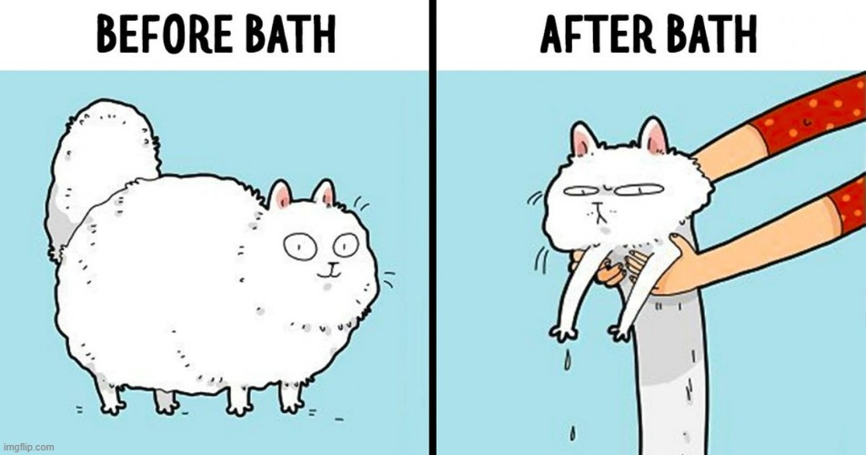 It's All About The Look | image tagged in memes,comics,cats,before and after,bath,looks | made w/ Imgflip meme maker