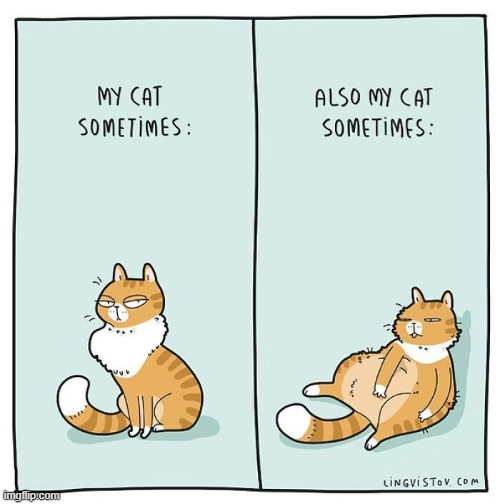 A Cat's Way Of Thinking | image tagged in memes,comics,cats,sometimes,awake,asleep | made w/ Imgflip meme maker