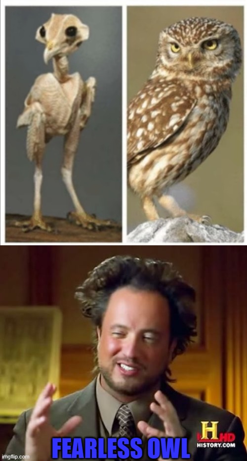 FEARLESS OWL | image tagged in memes,ancient aliens | made w/ Imgflip meme maker