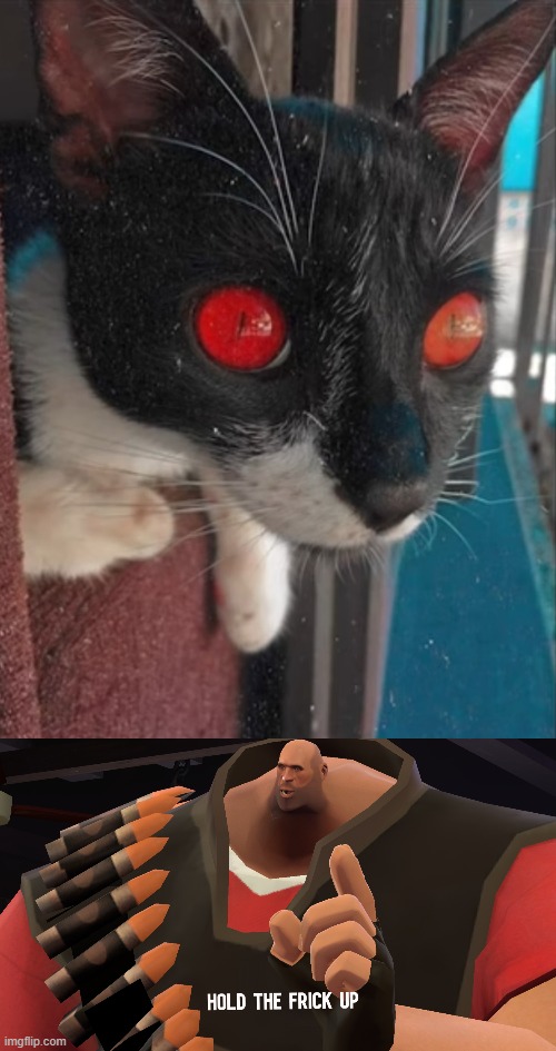 a cat with red eyes? | image tagged in hold the frick up | made w/ Imgflip meme maker