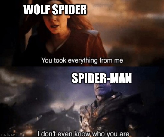 L.C.A.S AU | WOLF SPIDER; SPIDER-MAN | image tagged in you took everything from me | made w/ Imgflip meme maker