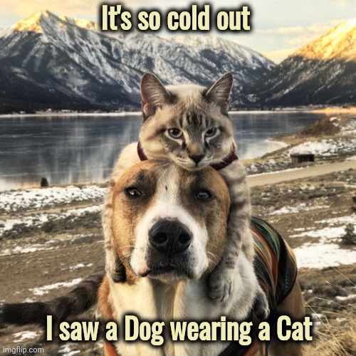 It's so cold out I saw a Dog wearing a Cat | made w/ Imgflip meme maker