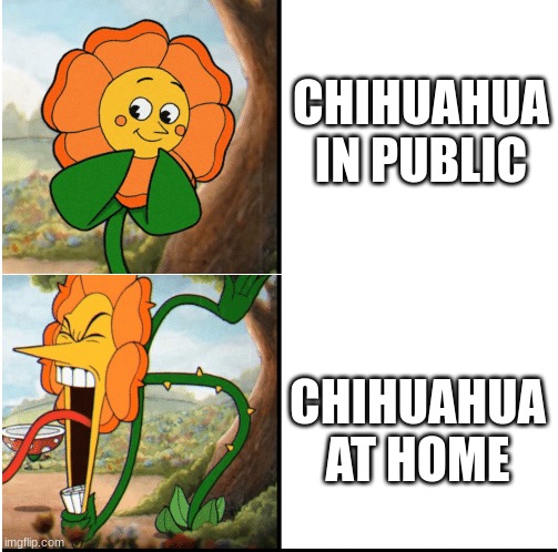big bum | CHIHUAHUA IN PUBLIC; CHIHUAHUA AT HOME | image tagged in flower cuphead | made w/ Imgflip meme maker