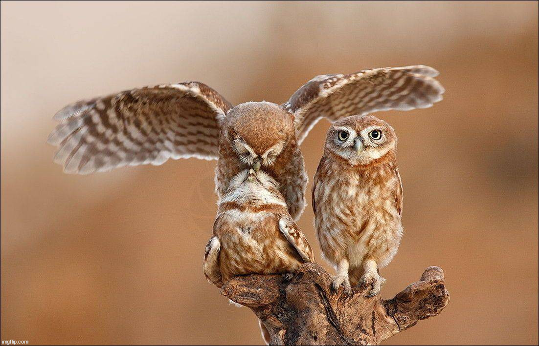 image tagged in awesome | made w/ Imgflip meme maker