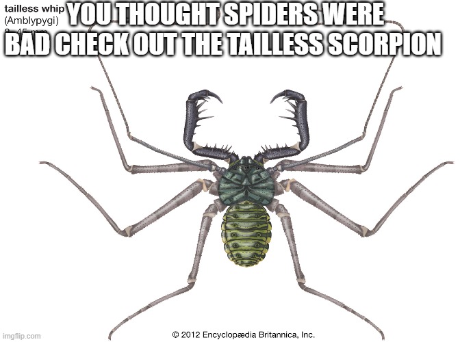 YOU THOUGHT SPIDERS WERE BAD CHECK OUT THE TAILLESS SCORPION | made w/ Imgflip meme maker