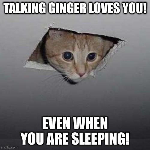 Ceiling Cat | TALKING GINGER LOVES YOU! EVEN WHEN YOU ARE SLEEPING! | image tagged in memes,ceiling cat | made w/ Imgflip meme maker