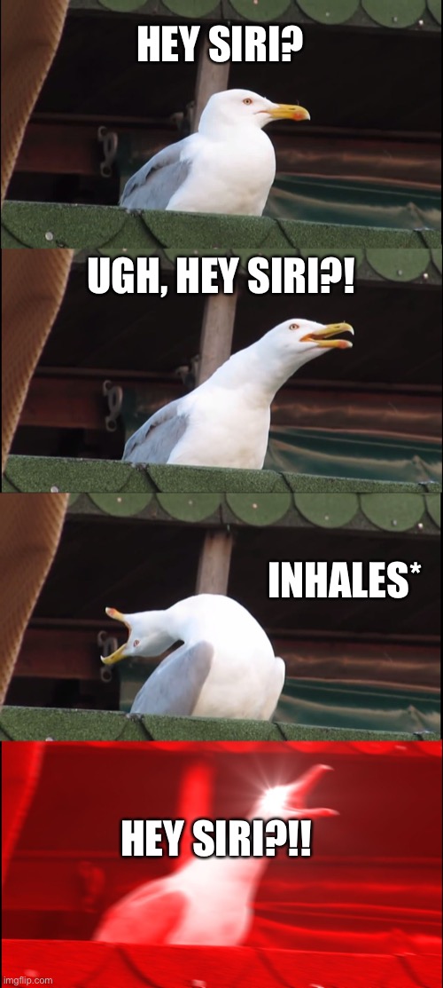 Inhaling Seagull | HEY SIRI? UGH, HEY SIRI?! INHALES*; HEY SIRI?!! | image tagged in memes,inhaling seagull | made w/ Imgflip meme maker