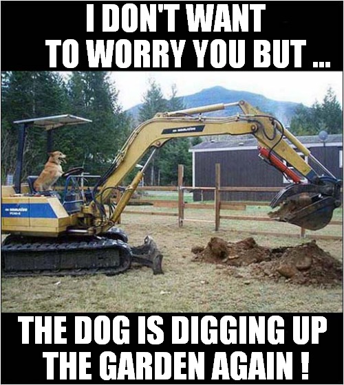 Doggy Destruction ! |  I DON'T WANT
    TO WORRY YOU BUT ... THE DOG IS DIGGING UP
 THE GARDEN AGAIN ! | image tagged in dogs,destruction,digger | made w/ Imgflip meme maker