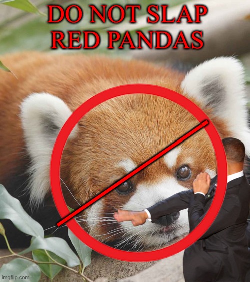 Do not | DO NOT SLAP RED PANDAS; ———————- | image tagged in will smith,red panda | made w/ Imgflip meme maker