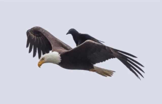 High Quality Eagle passenger Blank Meme Template