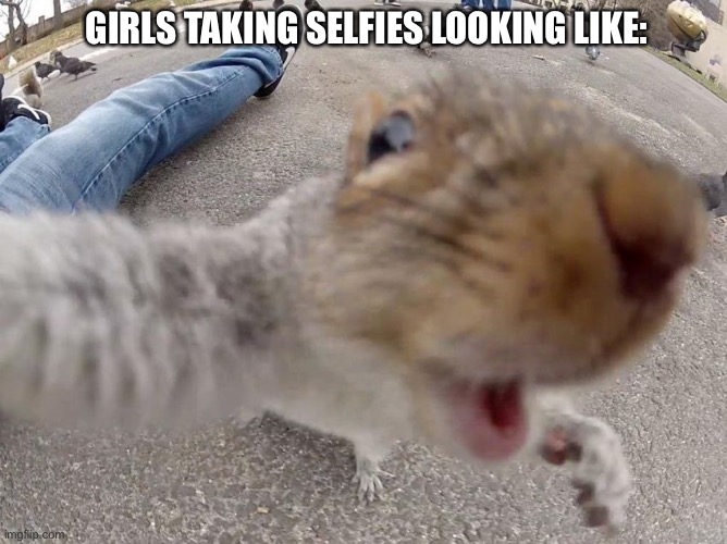 squirrel | GIRLS TAKING SELFIES LOOKING LIKE: | image tagged in funny memes | made w/ Imgflip meme maker