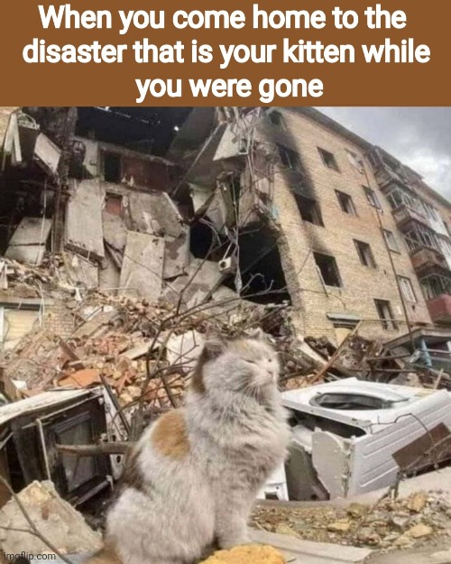 Bad kitty | image tagged in cat,destruction,mad,shocking | made w/ Imgflip meme maker