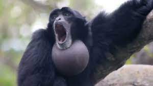 Screaming gibbon monkey Blank Meme Template