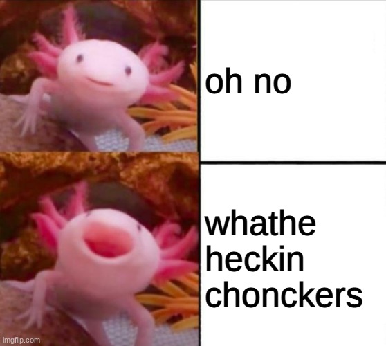 axolotl |  oh no; whathe heckin chonckers | image tagged in axolotl | made w/ Imgflip meme maker
