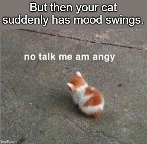 no talk me am angy | But then your cat suddenly has mood swings. | image tagged in no talk me am angy | made w/ Imgflip meme maker