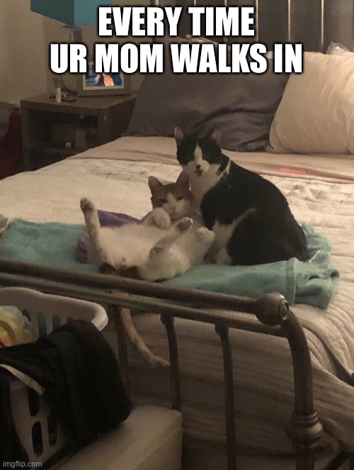 When your gf is over | EVERY TIME UR MOM WALKS IN | image tagged in questionable cats | made w/ Imgflip meme maker