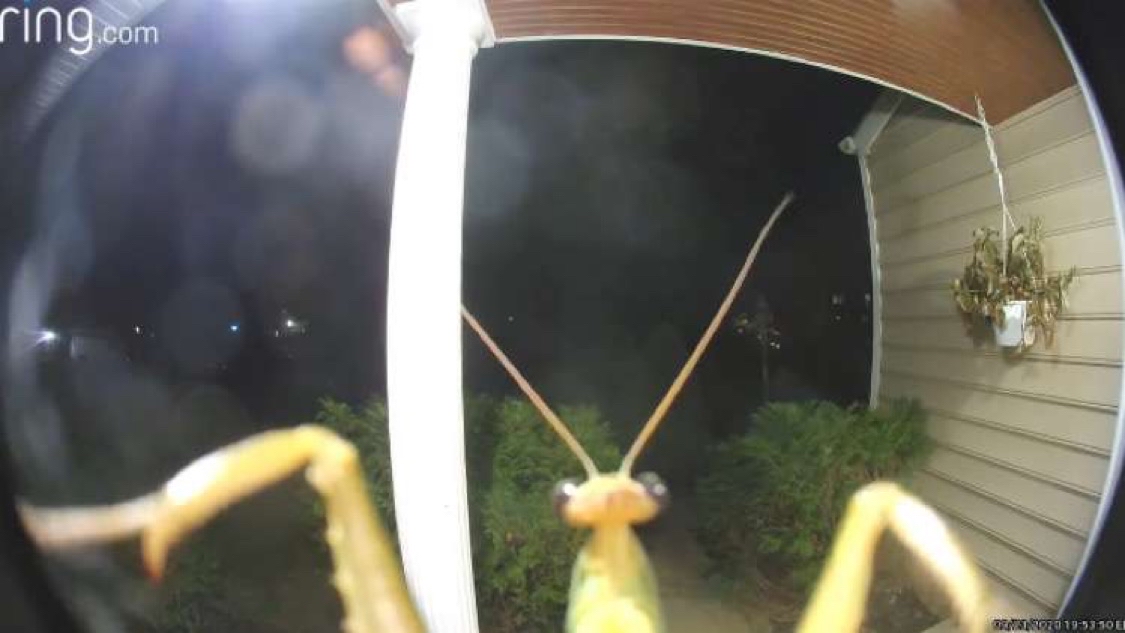 High Quality Mantis guy Blank Meme Template