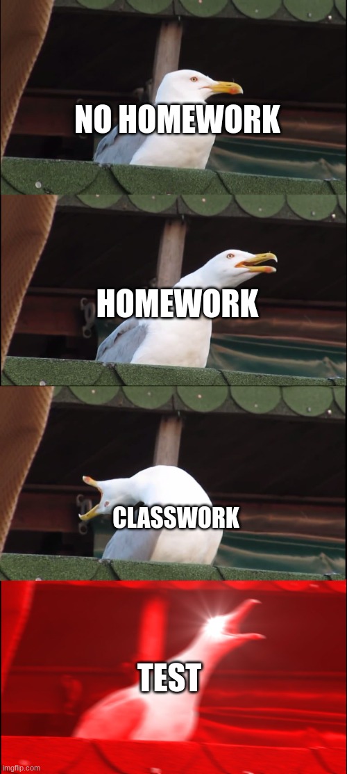 School | NO HOMEWORK; HOMEWORK; CLASSWORK; TEST | image tagged in memes,inhaling seagull | made w/ Imgflip meme maker