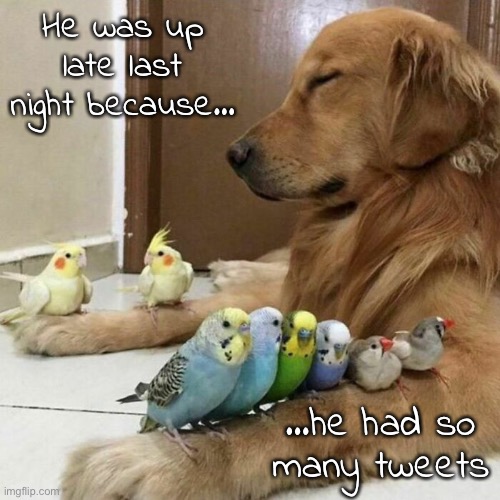 This pun is for the birds. | He was up late last night because…; …he had so many tweets | image tagged in funny memes,bad jokes,dad jokes,eyeroll | made w/ Imgflip meme maker
