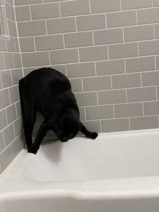 Cat avoiding empty bathtub Blank Meme Template