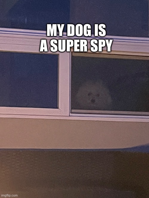 Super pup | MY DOG IS A SUPER SPY | image tagged in dog spy | made w/ Imgflip meme maker