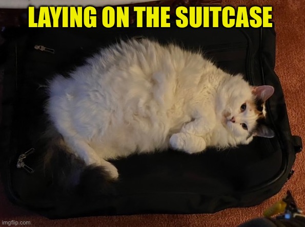 LAYING ON THE SUITCASE | made w/ Imgflip meme maker