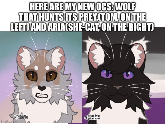 Sorry, it is picrew and I should have put this in a different stream because of that | HERE ARE MY NEW OCS: WOLF THAT HUNTS ITS PREY,(TOM, ON THE LEFT) AND ARIA(SHE-CAT, ON THE RIGHT) | made w/ Imgflip meme maker