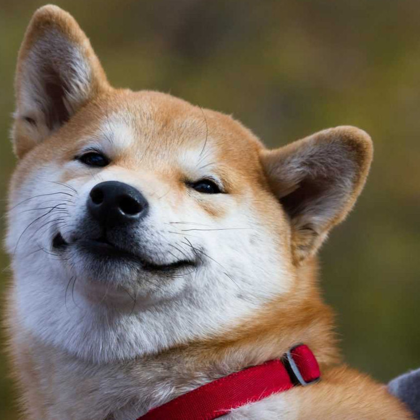 High Quality Shiba Inu Smiles Blank Meme Template