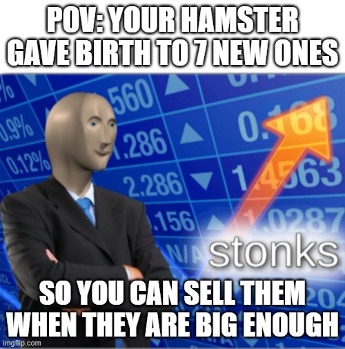Stonks :) | POV: YOUR HAMSTER GAVE BIRTH TO 7 NEW ONES; SO YOU CAN SELL THEM WHEN THEY ARE BIG ENOUGH | image tagged in stonks,funny memes,animals,hamster | made w/ Imgflip meme maker