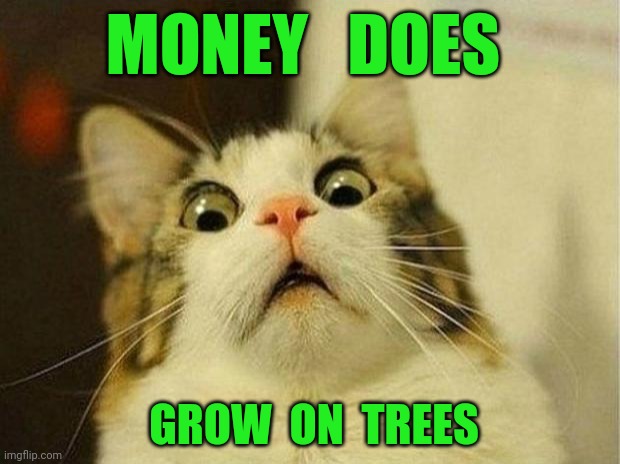 They Lied To Us |  MONEY   DOES; GROW  ON  TREES | image tagged in memes,scared cat,fat girl running,tuesday,toronto blue jays | made w/ Imgflip meme maker