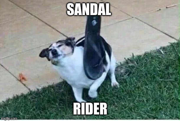 dog sandal | SANDAL RIDER | image tagged in dog sandal | made w/ Imgflip meme maker