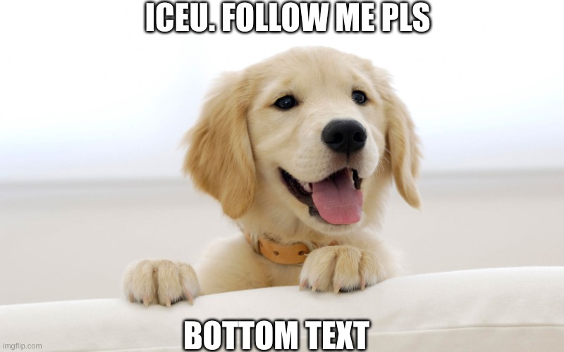 lol idk | ICEU. FOLLOW ME PLS; BOTTOM TEXT | image tagged in cute dog idiot | made w/ Imgflip meme maker