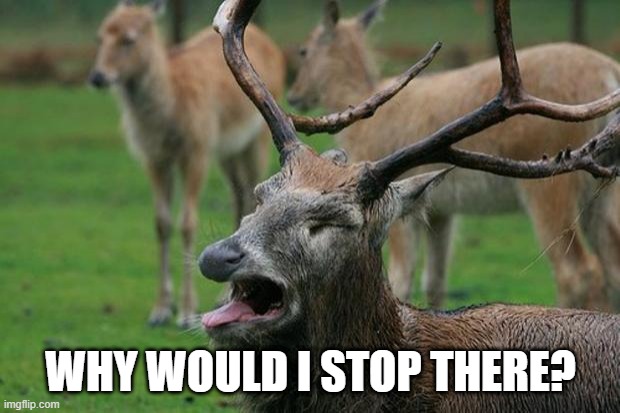 Disgusted Deer | WHY WOULD I STOP THERE? | image tagged in disgusted deer | made w/ Imgflip meme maker