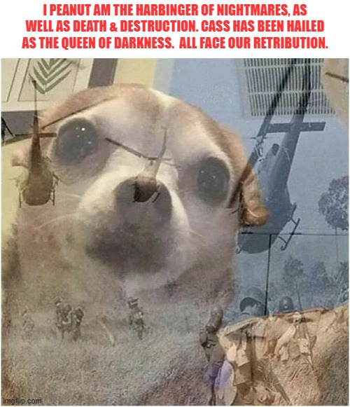 Evil chihuahua | I PEANUT AM THE HARBINGER OF NIGHTMARES, AS WELL AS DEATH & DESTRUCTION. CASS HAS BEEN HAILED AS THE QUEEN OF DARKNESS.  ALL FACE OUR RETRIBUTION. | image tagged in chihuahua,ptsd chihuahua,nightmares,fighting,funny memes | made w/ Imgflip meme maker