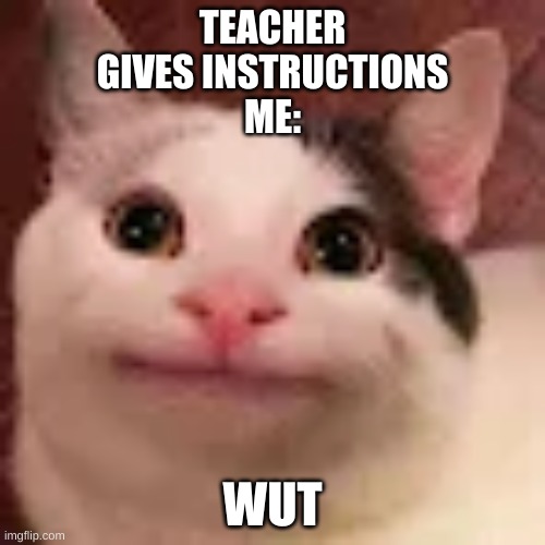 WUT | TEACHER
GIVES INSTRUCTIONS
ME:; WUT | image tagged in cats,dumb | made w/ Imgflip meme maker