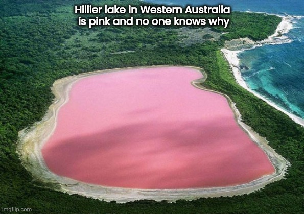 Natural wonder down under | Hillier lake in Western Australia
 is pink and no one knows why | image tagged in lake,pink,what the hell happened here,water,watermelon,well yes but actually no | made w/ Imgflip meme maker