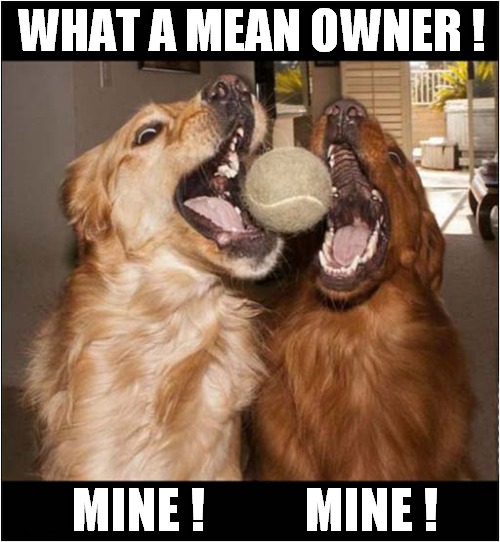 One Single Tennis Ball ?  Not Meant For Sharing ! |  WHAT A MEAN OWNER ! MINE !          MINE ! | image tagged in dogs,tennis ball,catch,mean | made w/ Imgflip meme maker