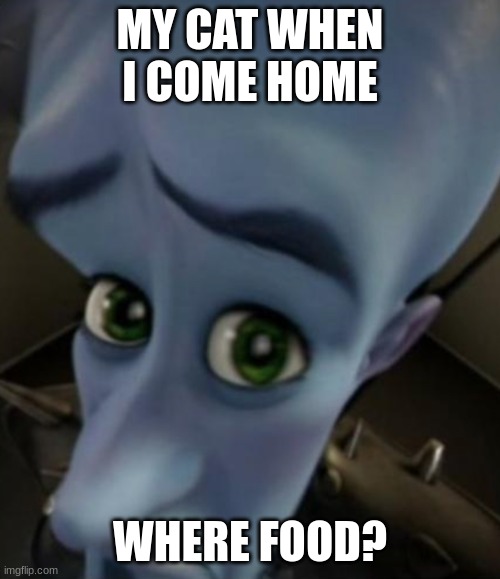 where food | MY CAT WHEN I COME HOME; WHERE FOOD? | image tagged in no bitches | made w/ Imgflip meme maker