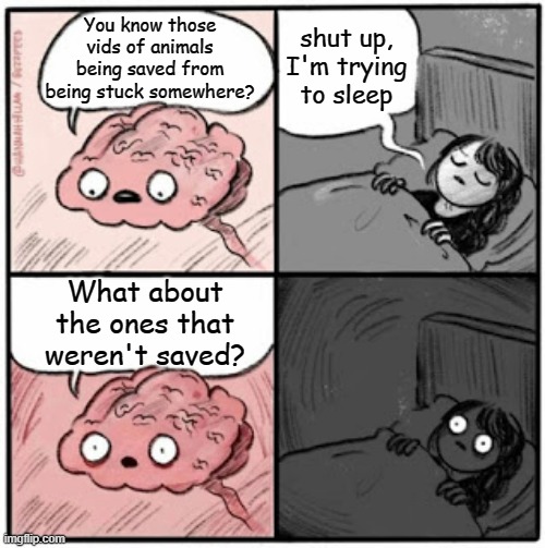 Brain Before Sleep | You know those vids of animals being saved from being stuck somewhere? shut up,
I'm trying to sleep; What about the ones that weren't saved? | image tagged in brain before sleep,memes | made w/ Imgflip meme maker