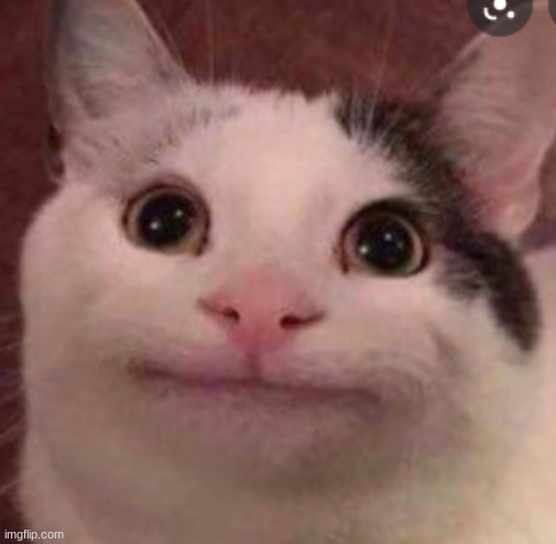 polite cat | image tagged in beluga cat | made w/ Imgflip meme maker