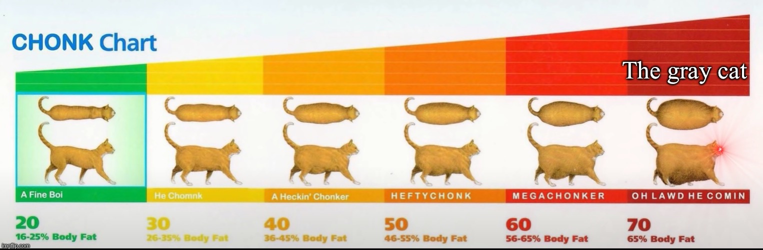 chonk chart | The gray cat | image tagged in chonk chart | made w/ Imgflip meme maker